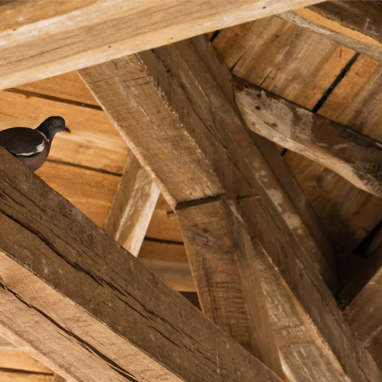 Traitement curatif structure en bois à Muret